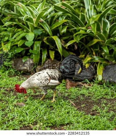 White and Red Rooster Living in the Hawaii Rainforest.