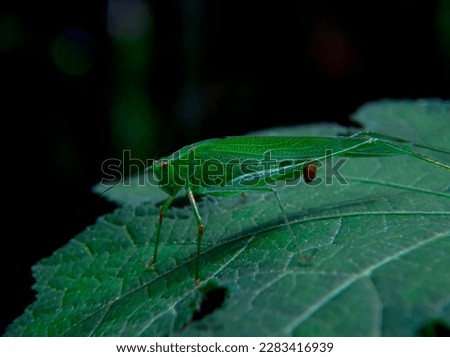 A green grasshopper sits on a leaf in the grass