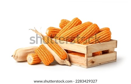 Dried corn cob in wooden crate isolated on white background. Clipping path. Royalty-Free Stock Photo #2283429327