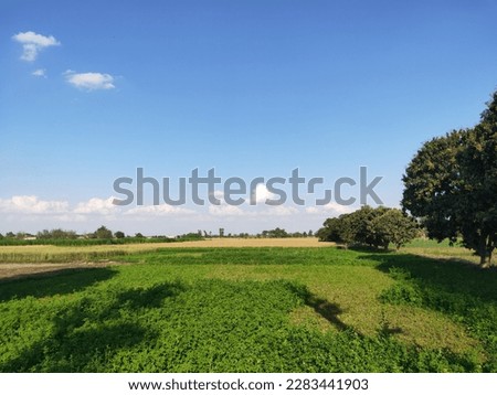 this picture shows a very cute scene and in which green fields