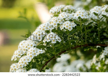 A bunch of white flowers with small white flowers