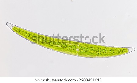 Freshwater phytoplankton, Closterium sp. Live cell. 400x magnification