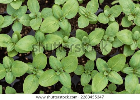 Young Snapdragon flower seedlings in their propagation tray. Cut flower garden DIY. Plant seedlings. Top view. Royalty-Free Stock Photo #2283455347