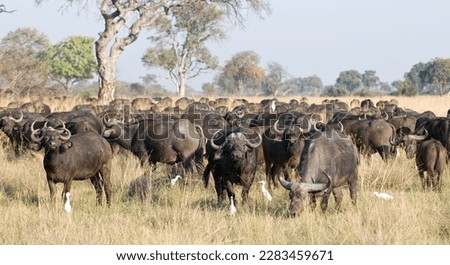 Large group of African Buffalos - Botswana