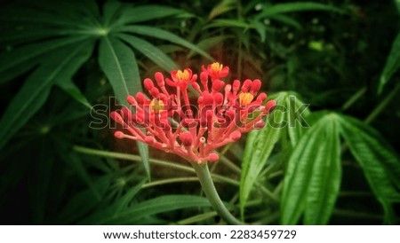 Motion blur of red flower or plant jarak bali in the garden Dark effect wallpaper.