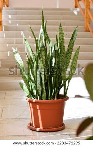 Sansevieria, indoor potted plant with air purifying benefits, also called snake plant