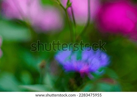Beautiful bokeh flower on a background of dark green grass. 