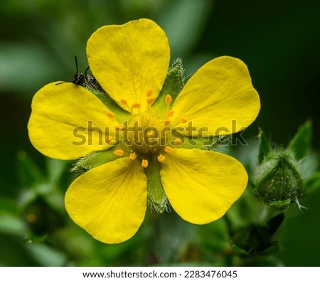yellow flower of common silverweed or silver cinquefoil (Argentina anserina, or Potentilla anserina) Royalty-Free Stock Photo #2283476045