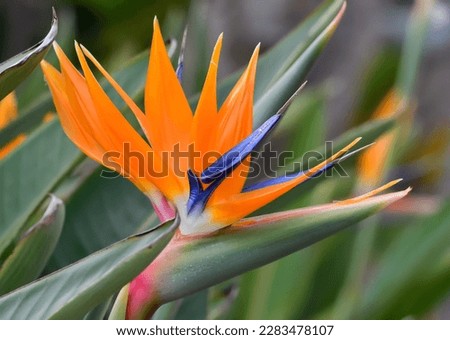 Colorful flower in the garden Royalty-Free Stock Photo #2283478107