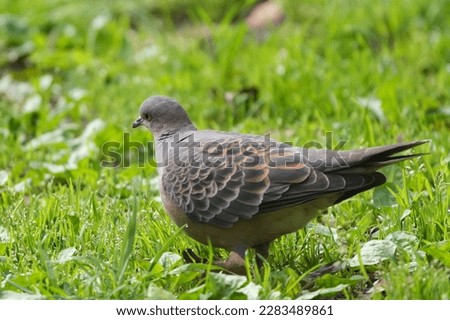 turtle dove is in a forest
