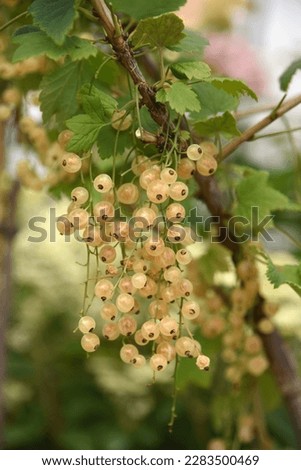 Ribes niveum Versalskaya belaya, Versailles Blanche grows in the garden in summer Royalty-Free Stock Photo #2283500469