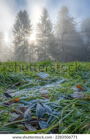 A frozen meadow on the edge of a forest in the mist