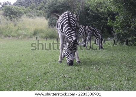 Wild Zebras, Wildlife of KwaZulu-Natal, South Africa, Southern Africa 
