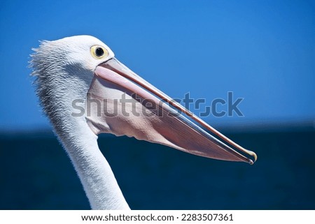 pelican head HD blue background Royalty-Free Stock Photo #2283507361