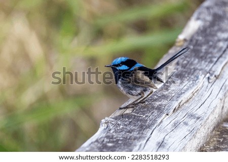 Adult male Superb fairy wren, malurus cyaneus, perched against foliage background with space for text. Tasmania, Australia.
