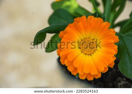 Closeup view of Orange Calendula flower