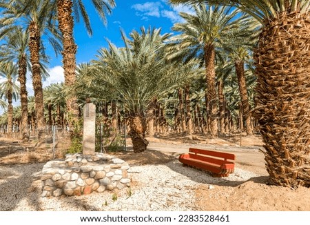 Plantations of date palms with old curved trees and resting spot with public wooden bench. Image depicts sustainable agriculture industry in desert and arid areas of the Middle East