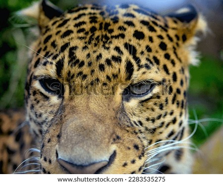Portrait of a leopard. Macro shot of the leopard posing for the camera. Stock photo.