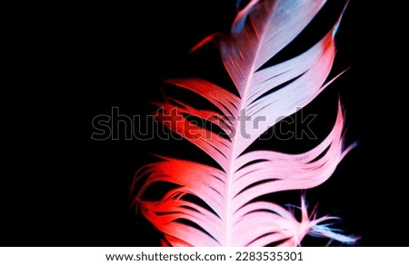 abstract colorful feather closeup in the dark, neon trendy lights red and blue