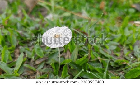 Beautiful picture of a natural mushroom and grass.