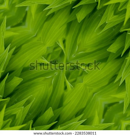 Seamless texture or wallpaper, Young hosta leaves in spring. Natural background with hosta leaves. High resolution. Full depth of field.

