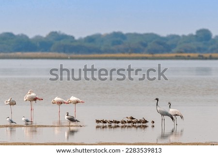 A Flamingos and Demoiselle Cranes in lake Royalty-Free Stock Photo #2283539813