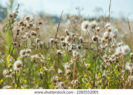 Close up of dry thistle flowers in a wild meadow with blurred background and bokeh sunlight. Abstract natural beautiful pattern with neutral colors