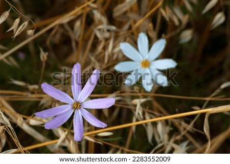 Beautiful two cosmeya flowers growing in the middle of a field with stubble left