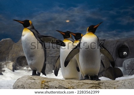 A photo of a 4 penguins standing on snowy rocks with a snow-covered landscape in the background.
