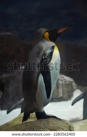 A photo of a penguin standing on snowy rocks with a snow-covered landscape in the background.