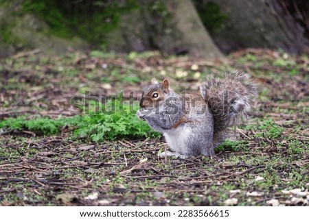 Cute Squirrel Seeking for Food in the Park