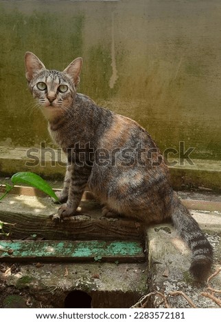 Cute village cat is sitting and watching something in the yard