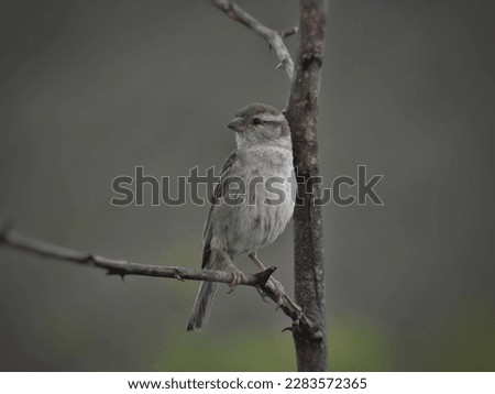 A sparrow is sitting on the branch of a tree.