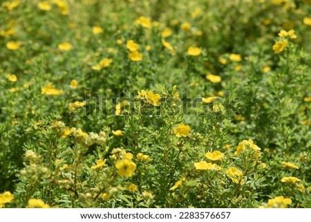 Potentilla fruticosa Goldfinger grows and blooms in the garden in summer

 Royalty-Free Stock Photo #2283576657