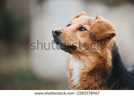 Photo of young rescued dog from his shelter home Royalty-Free Stock Photo #2283578967