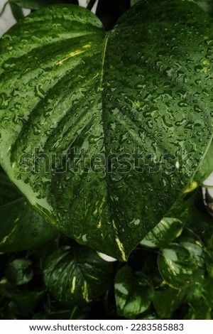 The fresh green leaves of the plants look exotic against the cool green background.