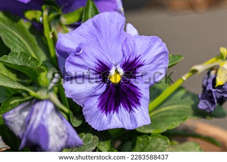 A Purple Pansy flower blooming in garden