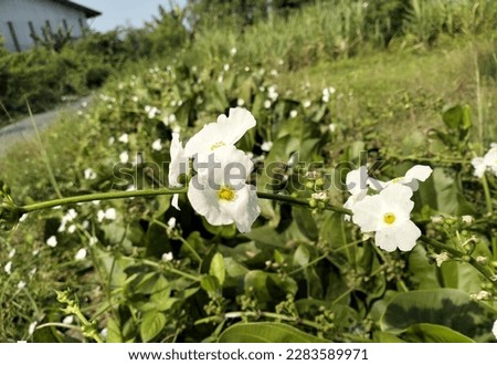 White Flower in the hot summer
