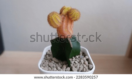 beautiful cactus for ornamental plants in the house