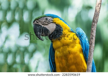 Close-up profile portrait of a macaw parrot. The Ara ararauna (blue-and-yellow or blue-and-gold macaw) lives in the forest, woodland and savannah of tropical South America (Brazil, Venezuela).