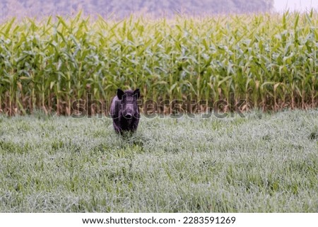 wild boar near corn field Royalty-Free Stock Photo #2283591269