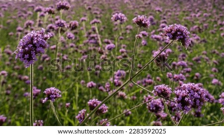 Verbena bonariensis flower Verbena bonariensis, small, brightly colored, purple flowers, field of purple flowers, Verbena bonariensis flowers field.