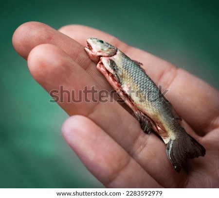 Small fish on a rock, with lemon, in hand, miniature fish, salmon, trout