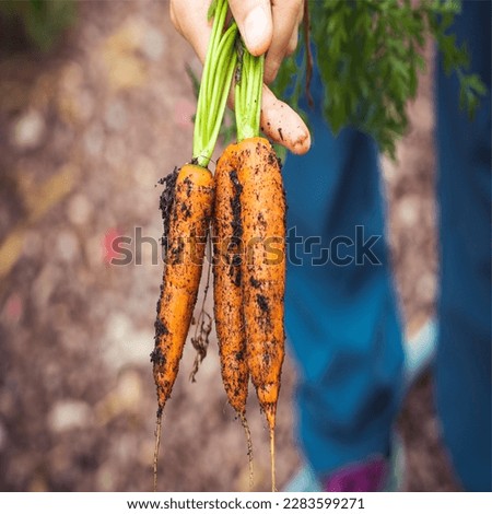 a photo of a carrot that has been removed