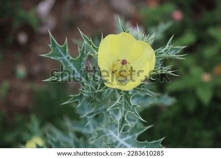 BEAUTYFULL PICTURES OF MEXICAN PICKLY POPPY FLOWER
