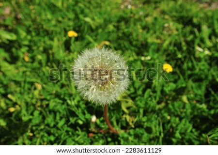 One Person's Weed is Another Person's Wish. High resolution close-up image of a dandelion. High quality photo