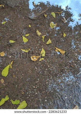 dry leaves in stagnant water after the rain. Dry yellow leaves