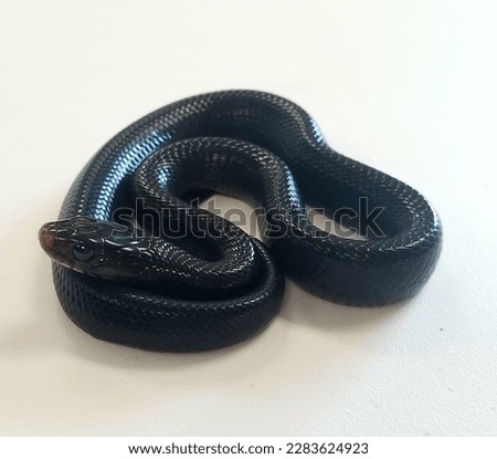 Baby Eastern Indigo Snake (D. couperi)