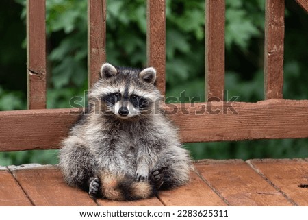 One small raccoon sitting up on a wooden deck, playing with its tail, and eying the camera. Wooden deck and green leafy background. Royalty-Free Stock Photo #2283625311