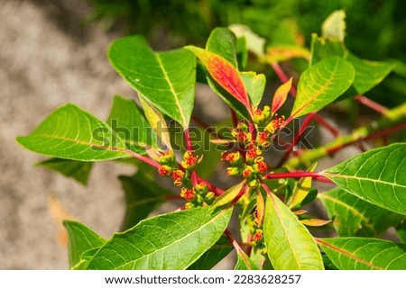 plant nectaries with leaves. plant nectaries in nature. plant nectaries outdoor. Royalty-Free Stock Photo #2283628257